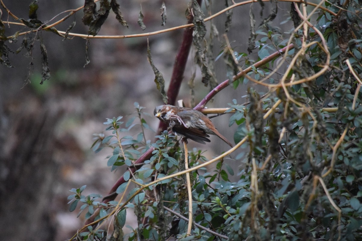 Fox Sparrow - ML639109232