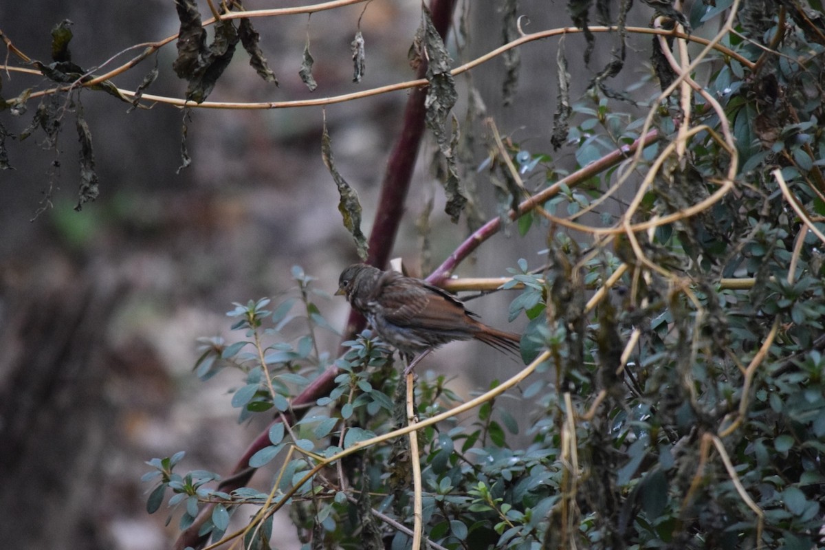 Fox Sparrow - ML639109233