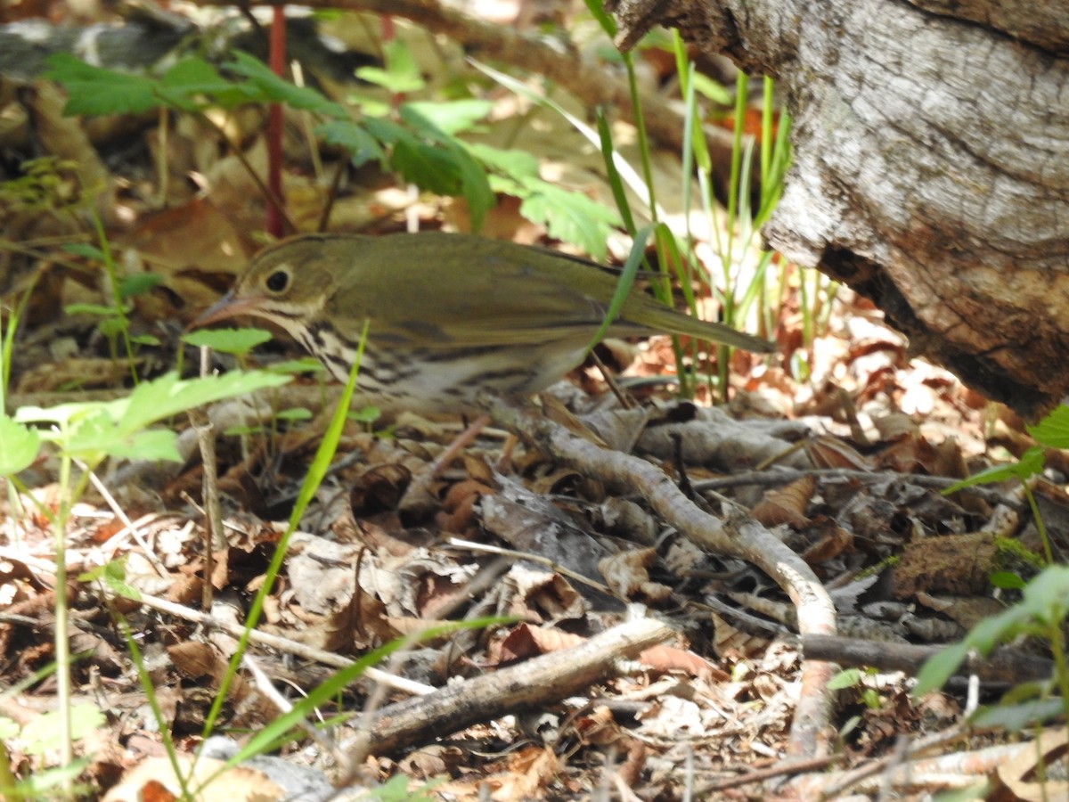Ovenbird - ML639109236
