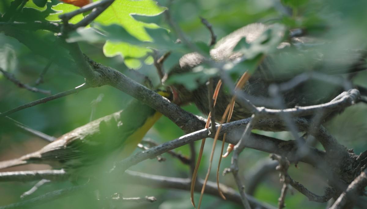 Grace's Warbler - ML639109237