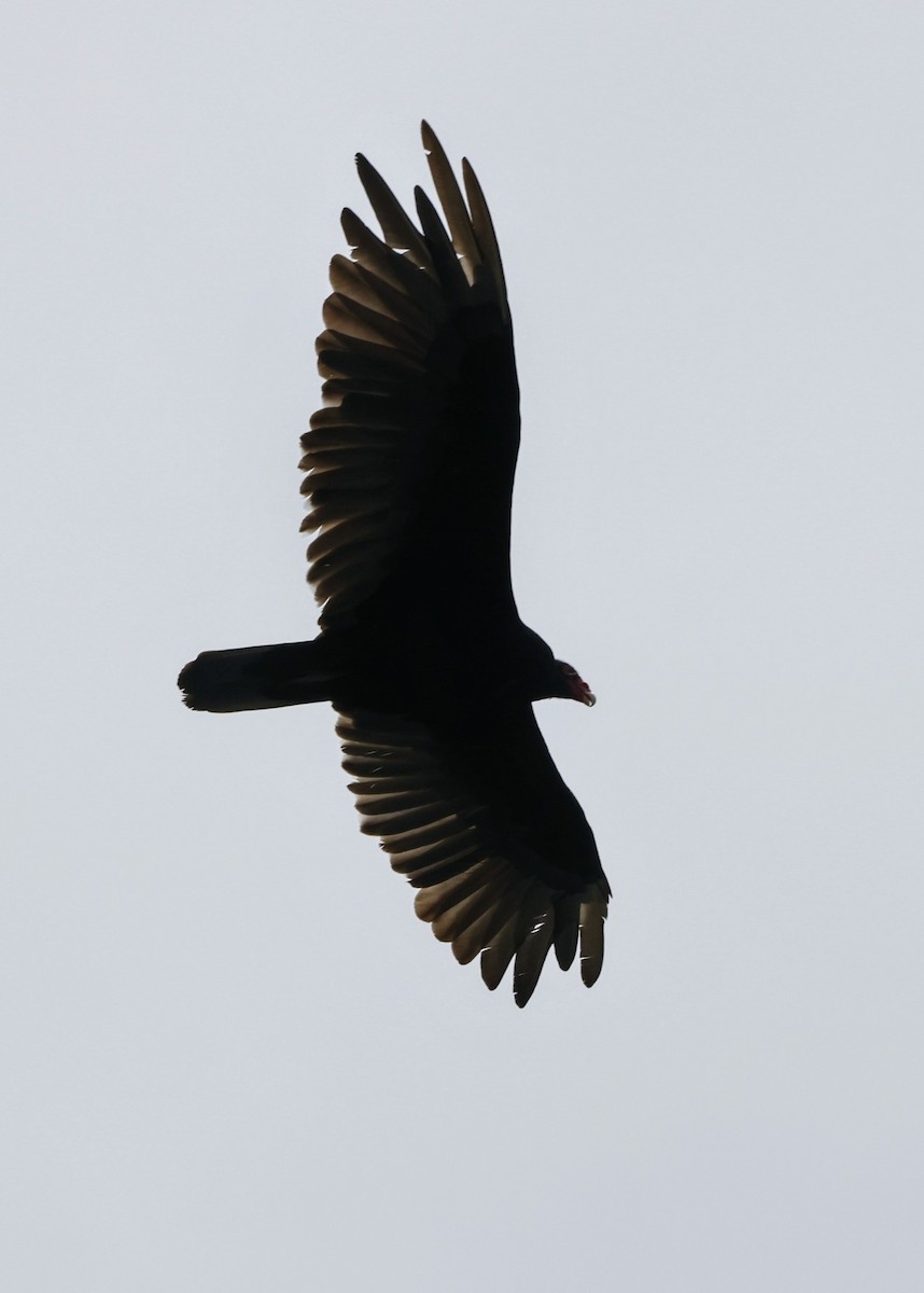 Turkey Vulture - ML639109238