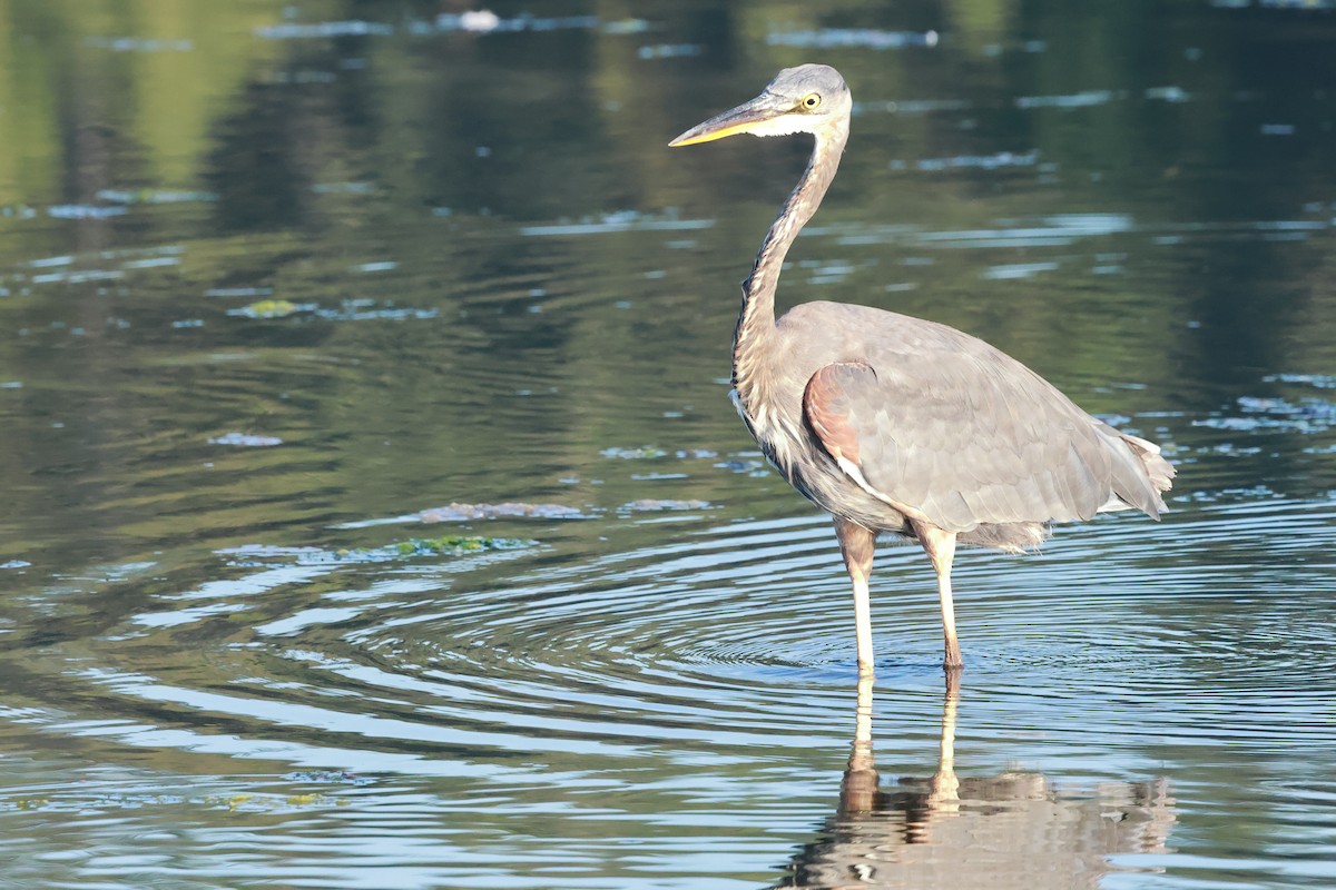 Great Blue Heron - ML639109239