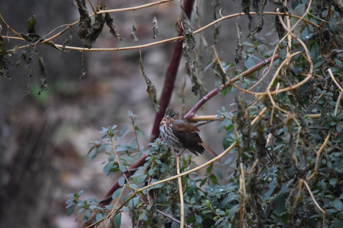 Fox Sparrow - ML639109245