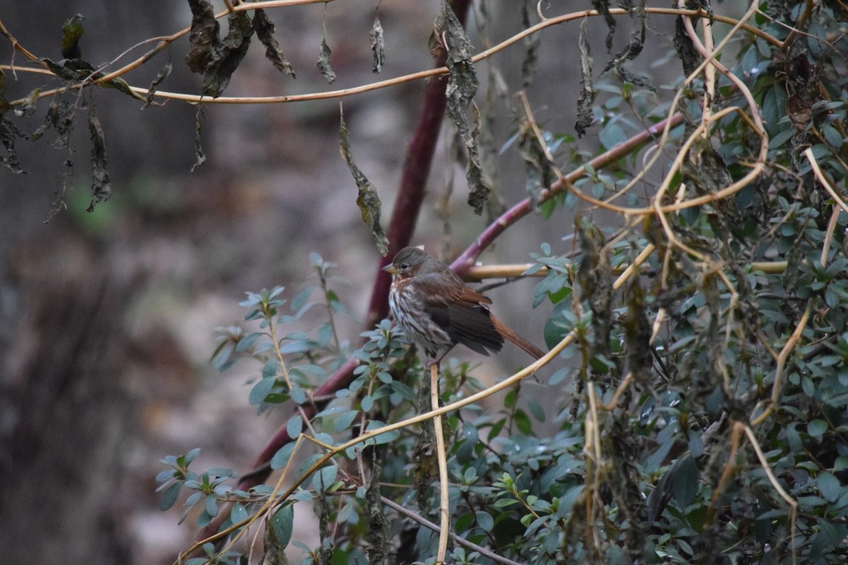 Fox Sparrow - ML639109246