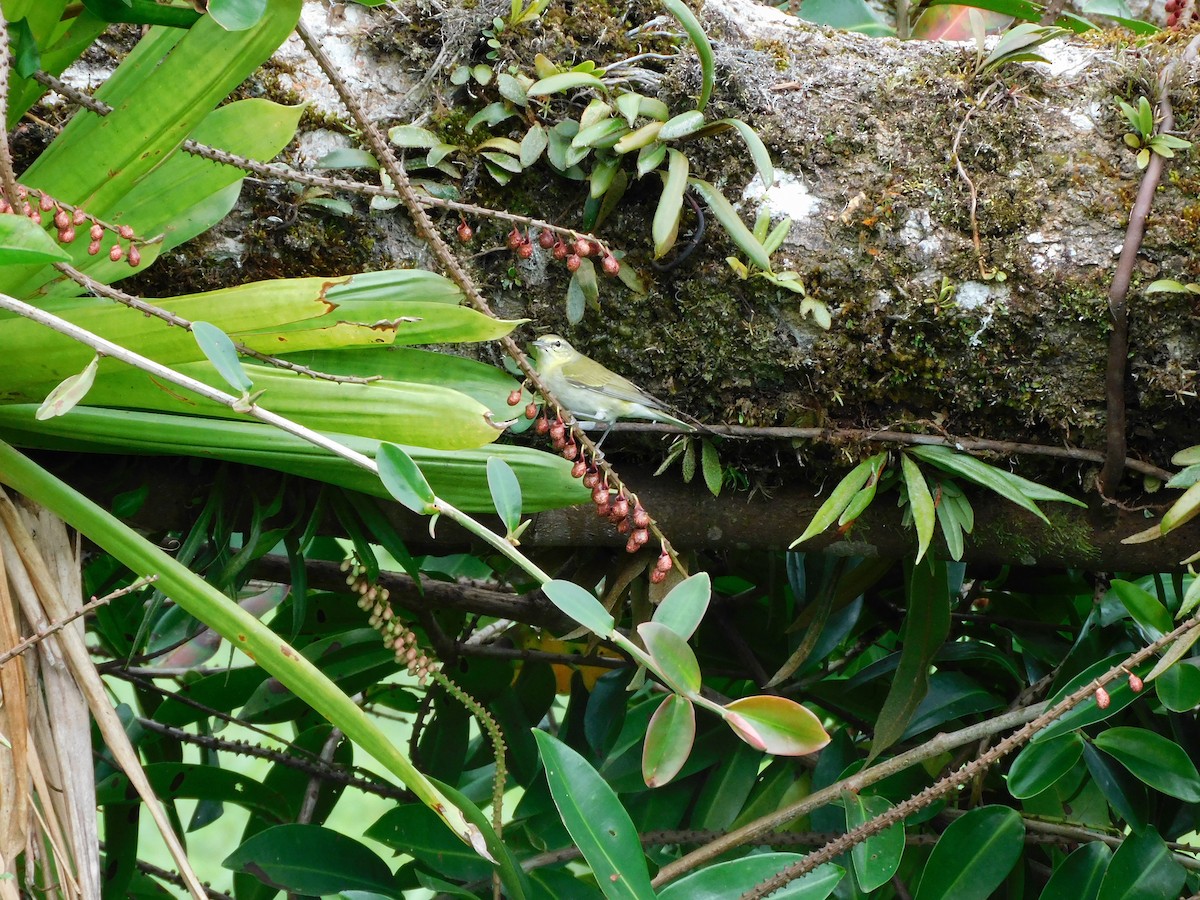 Tennessee Warbler - ML639109249