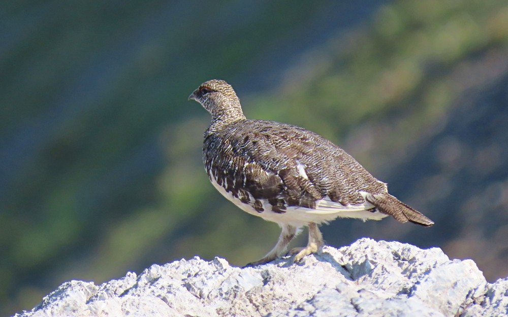 Lagópodo Alpino - ML639109250