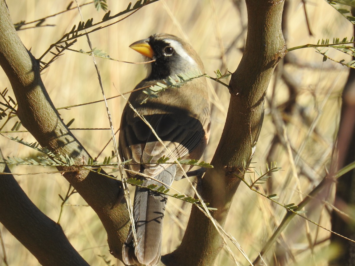 Many-colored Chaco Finch - ML639109251