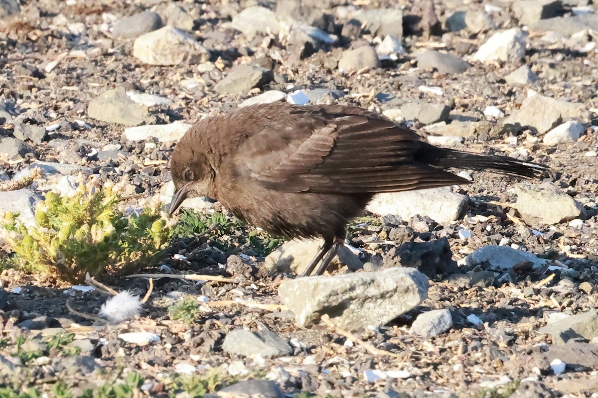 Brewer's Blackbird - ML639109253