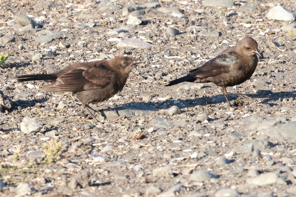 Brewer's Blackbird - ML639109254