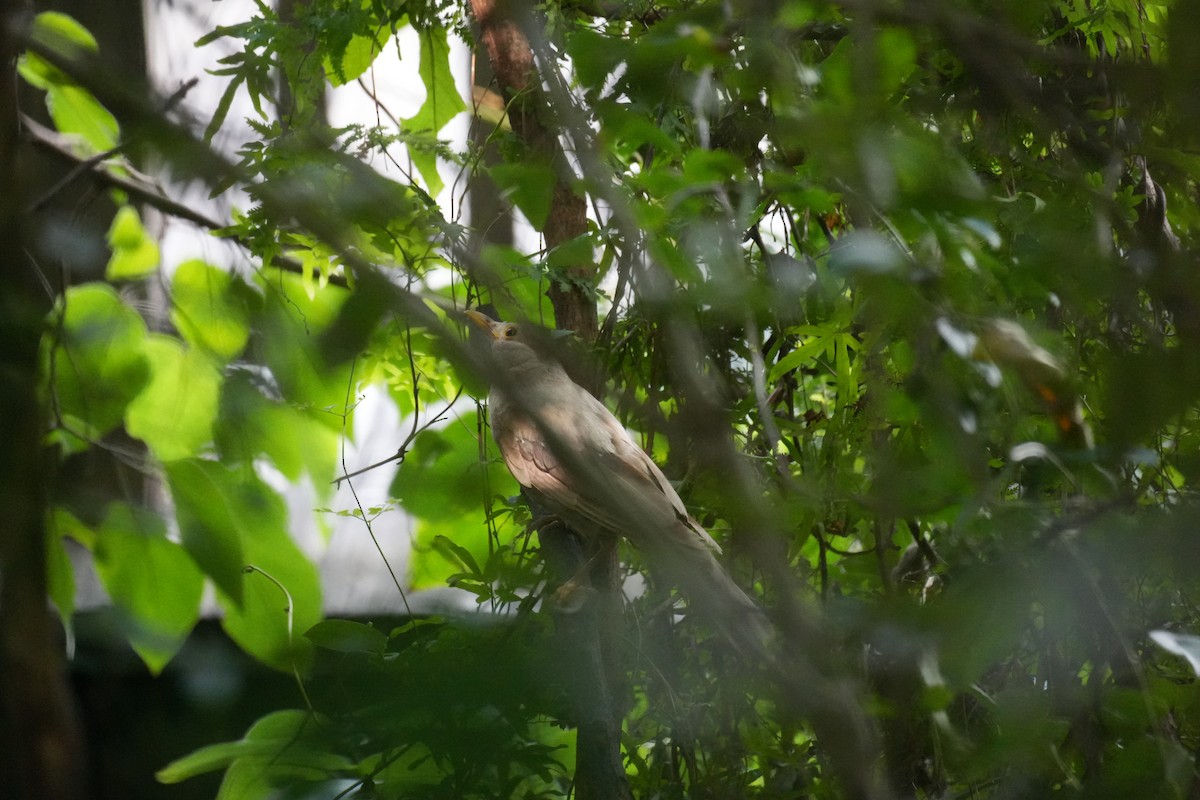 Chinese Blackbird - ML639109255