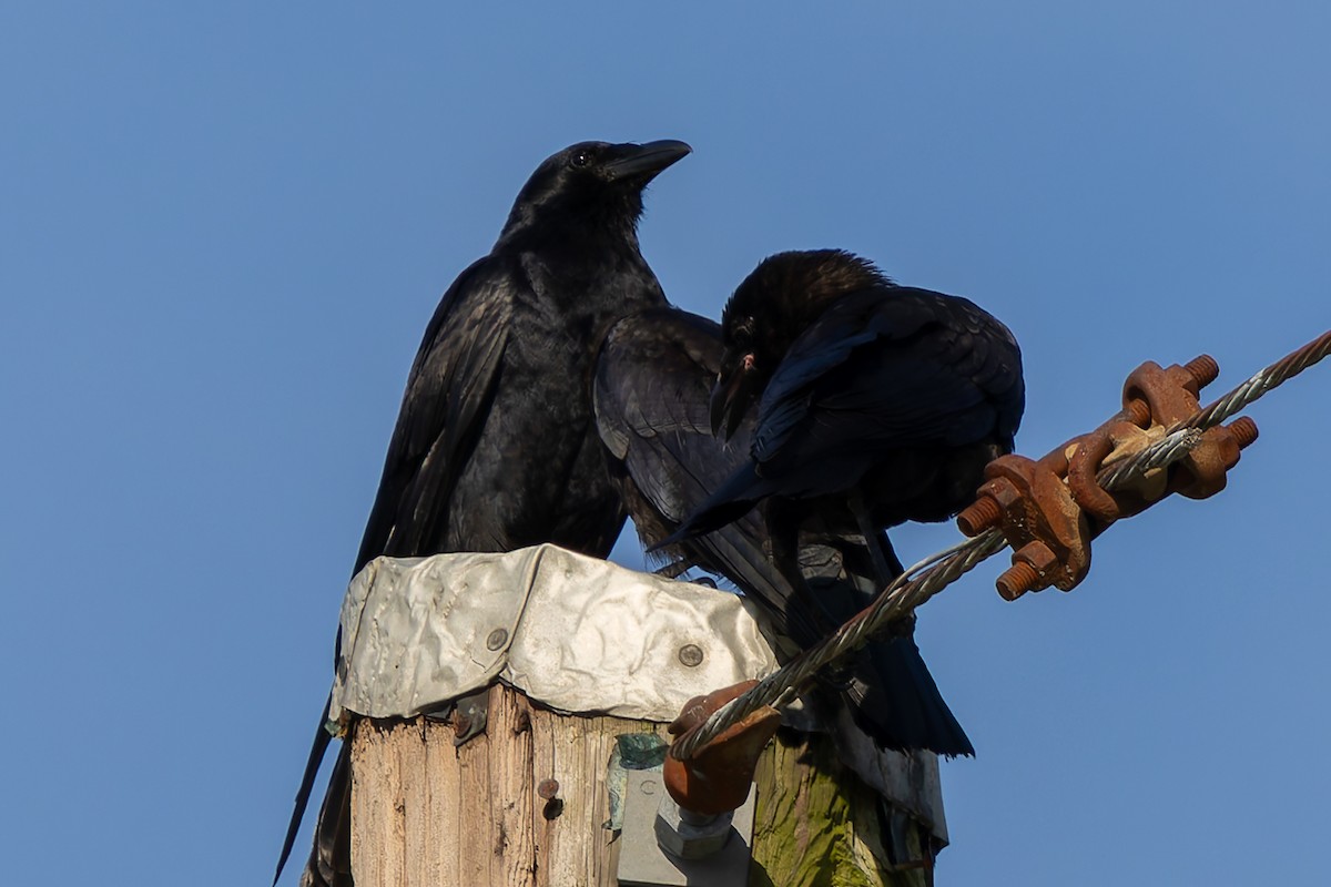 Fish Crow - ML639109257