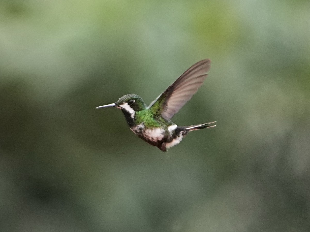 Green Thorntail - ML639109258