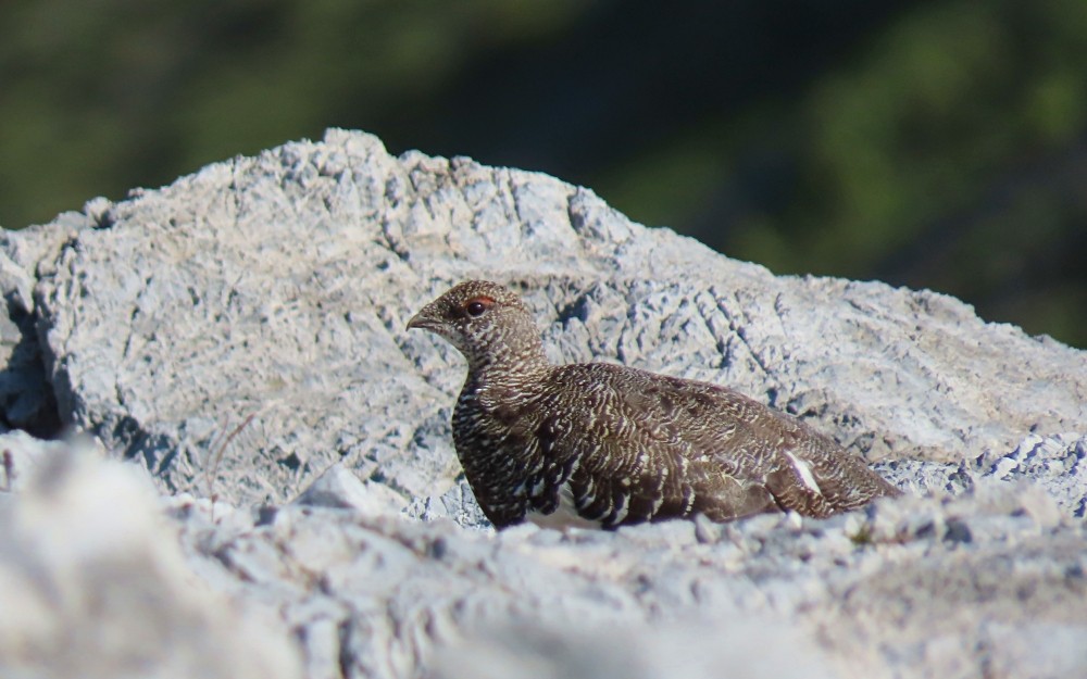 Lagópodo Alpino - ML639109261