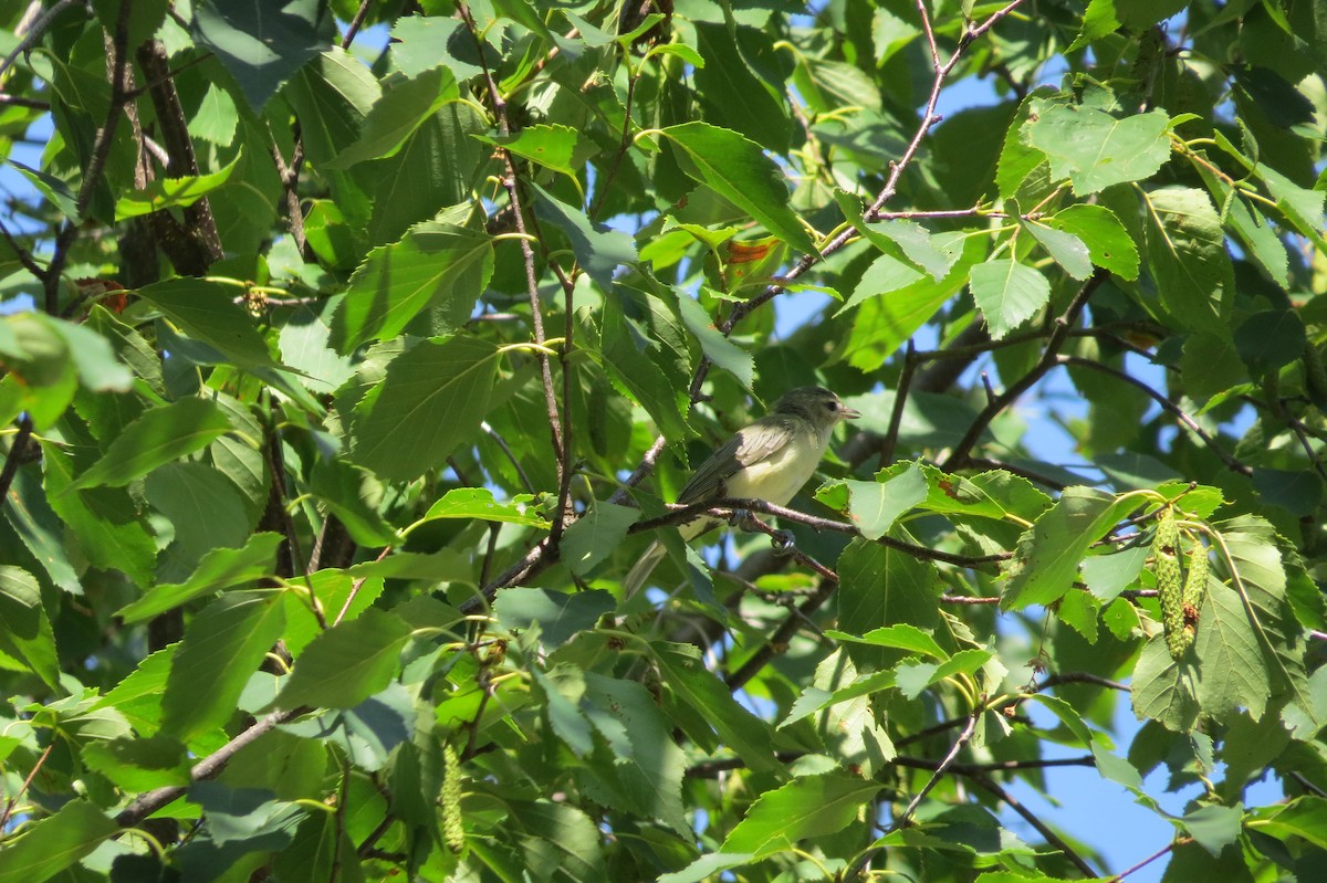 Warbling Vireo - ML639109264