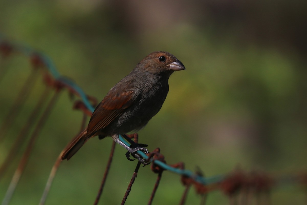 Lesser Antillean Bullfinch - ML639109273