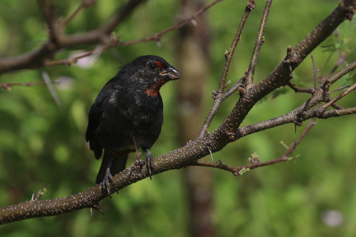 Lesser Antillean Bullfinch - ML639109294