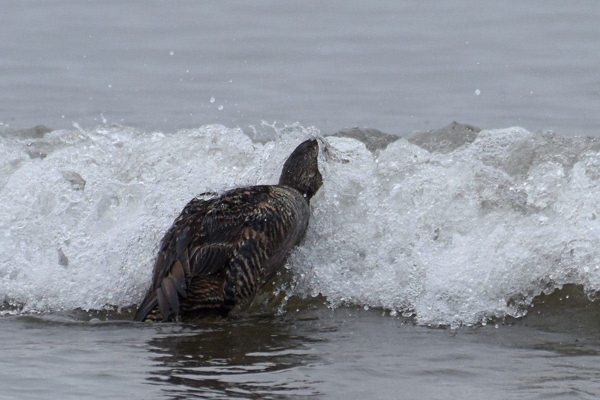 Common Eider - ML639109298