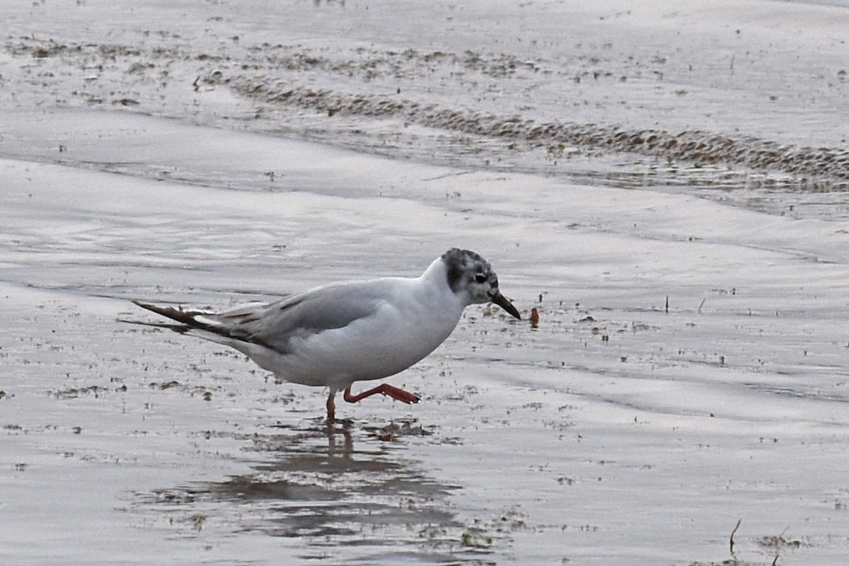 Bonaparte's Gull - ML639109304