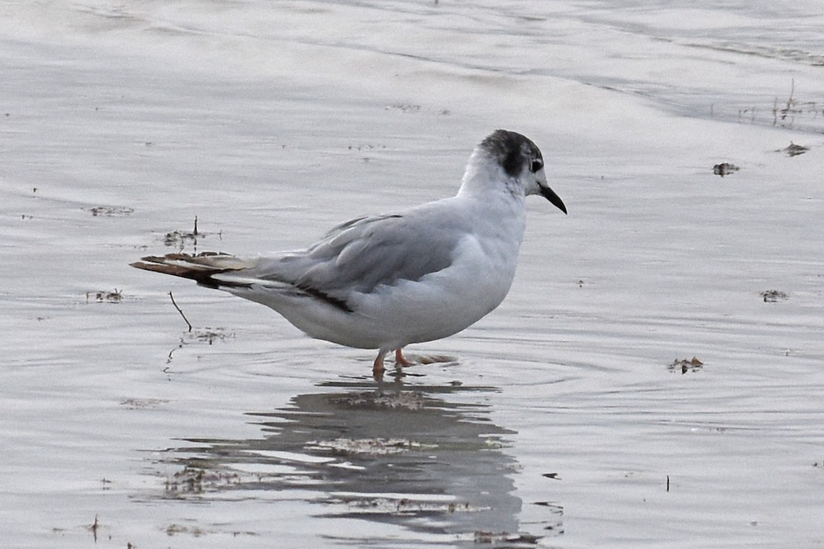 Bonaparte's Gull - ML639109307