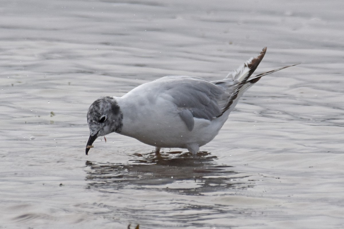 Bonaparte's Gull - ML639109315