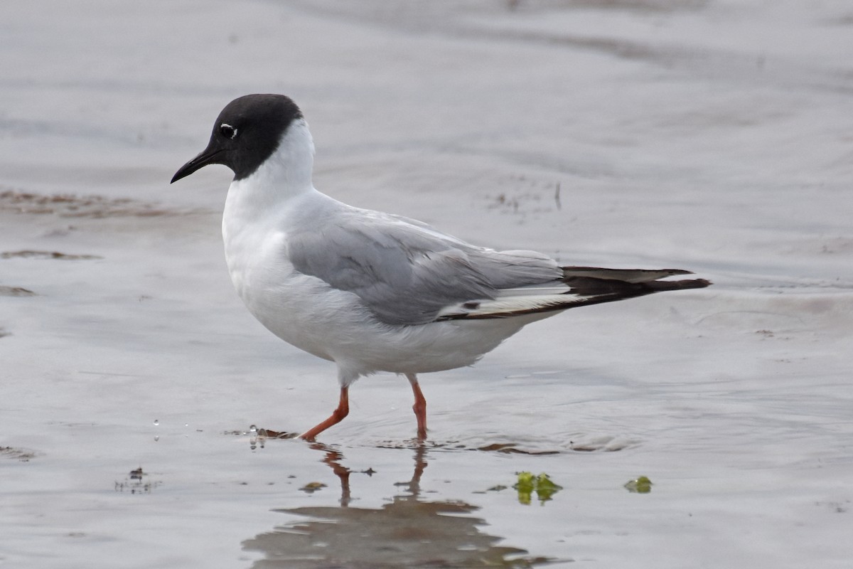Bonaparte's Gull - ML639109317
