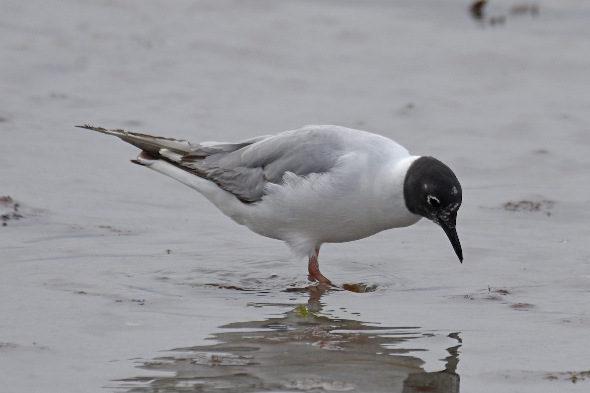 Bonaparte's Gull - ML639109319