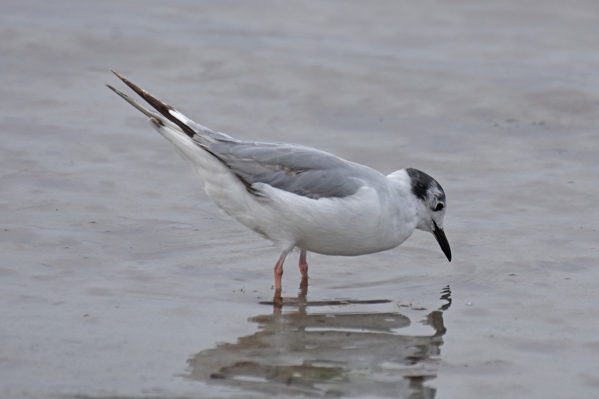 Bonaparte's Gull - ML639109321