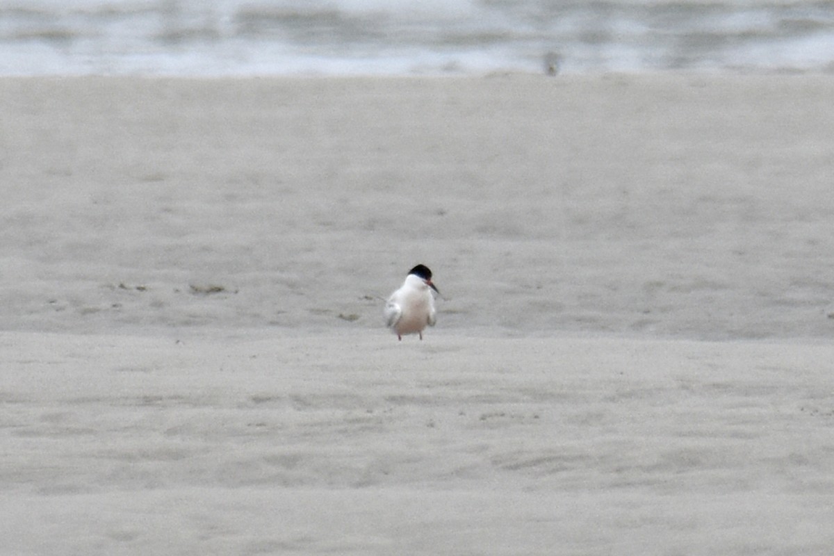 Roseate Tern - ML639109336