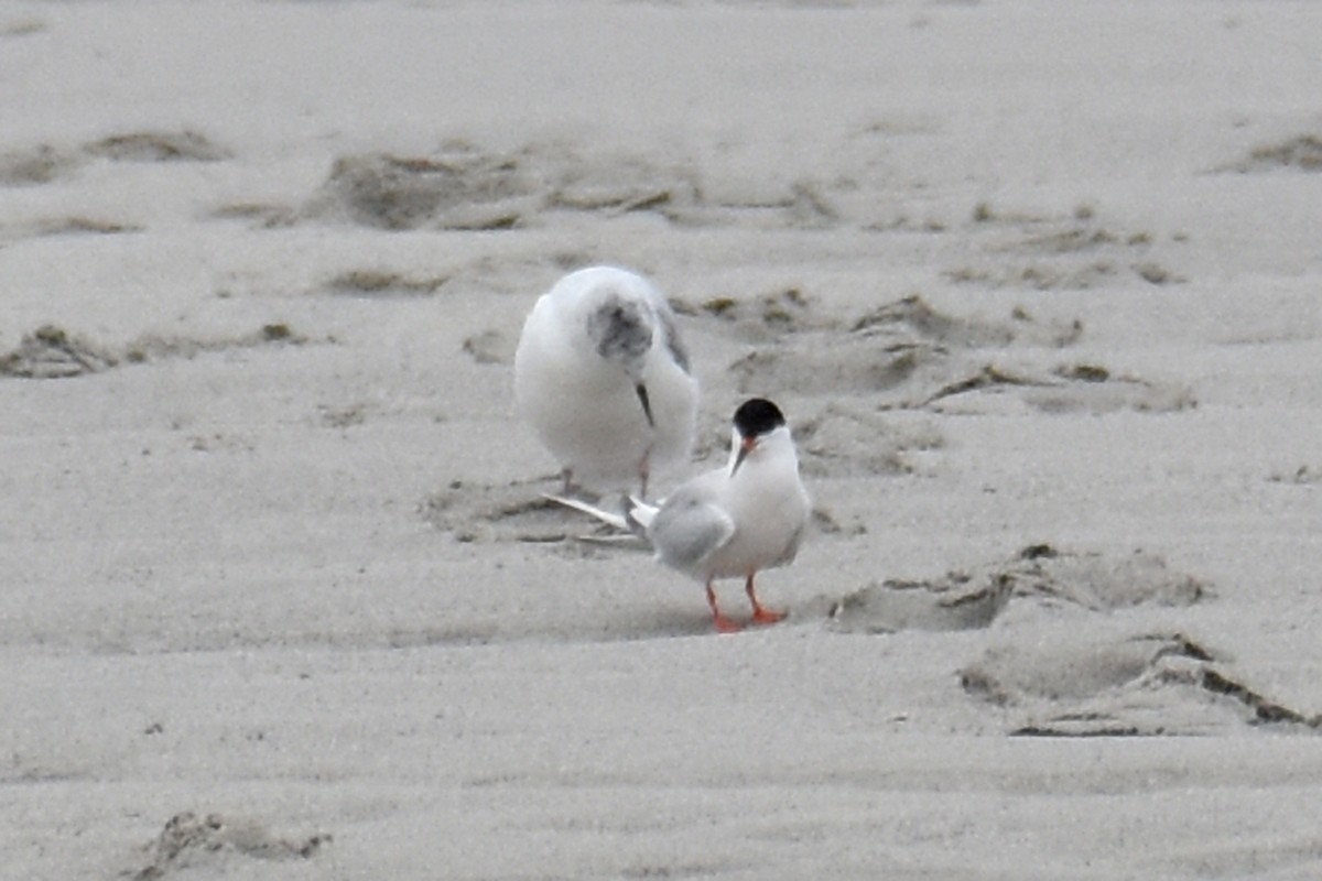 Roseate Tern - ML639109338