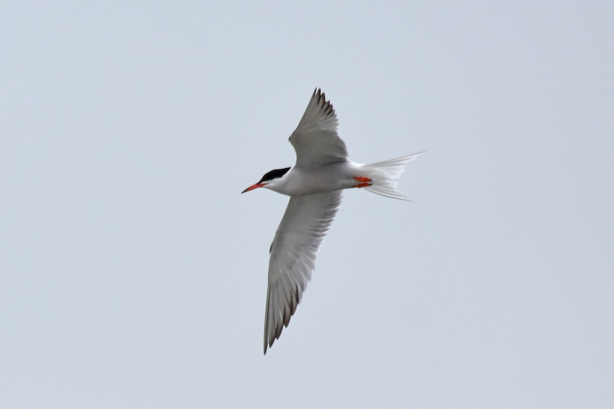 Common Tern - ML639109341