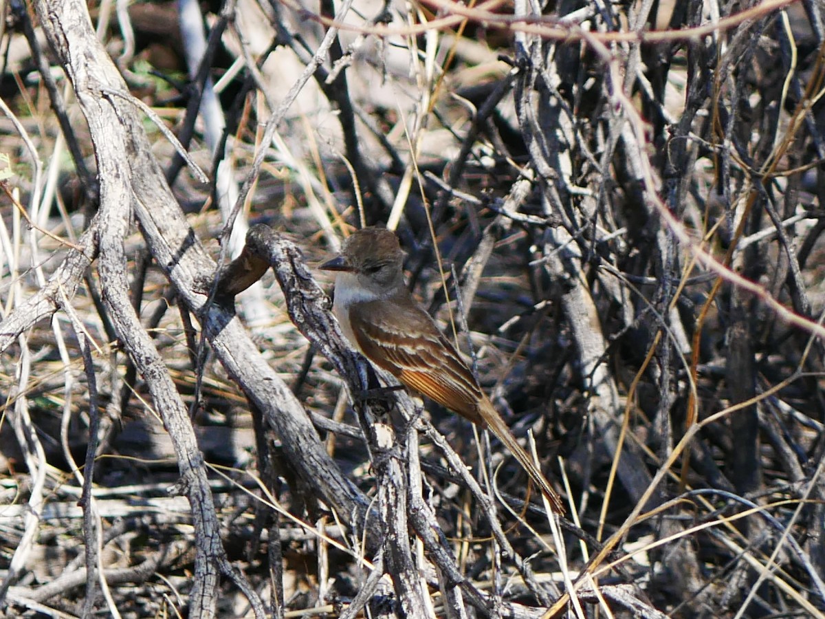 Ash-throated Flycatcher - ML639109342