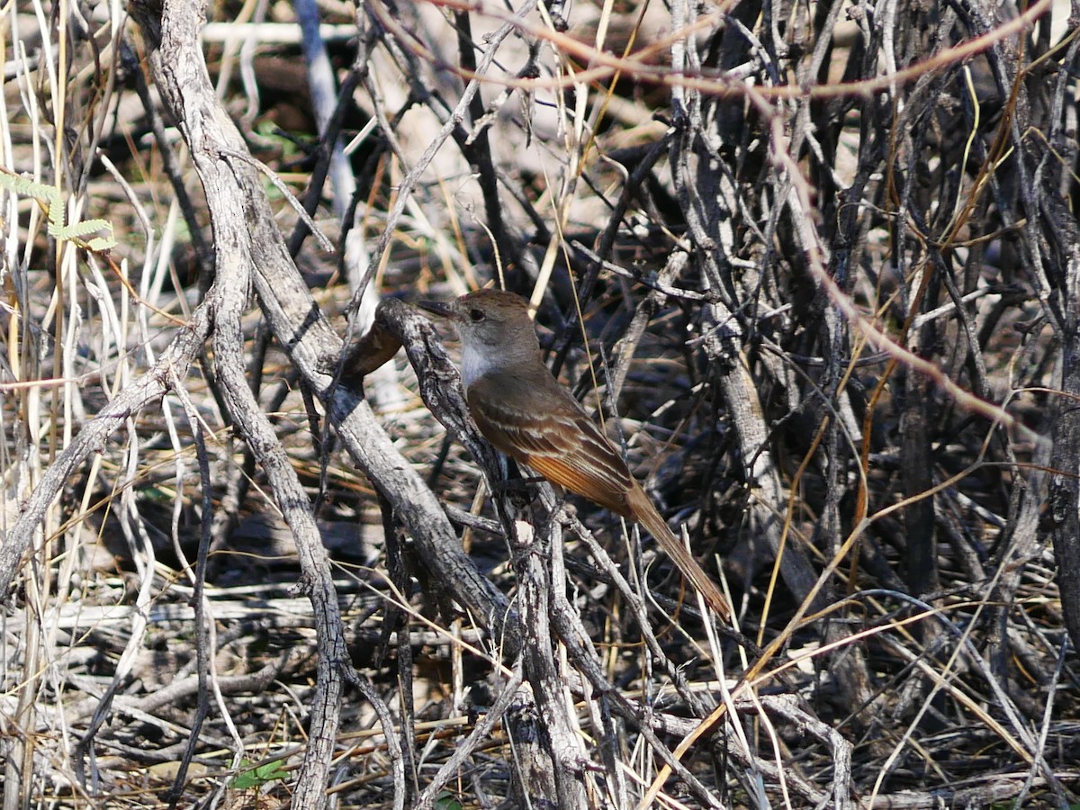 Ash-throated Flycatcher - ML639109343