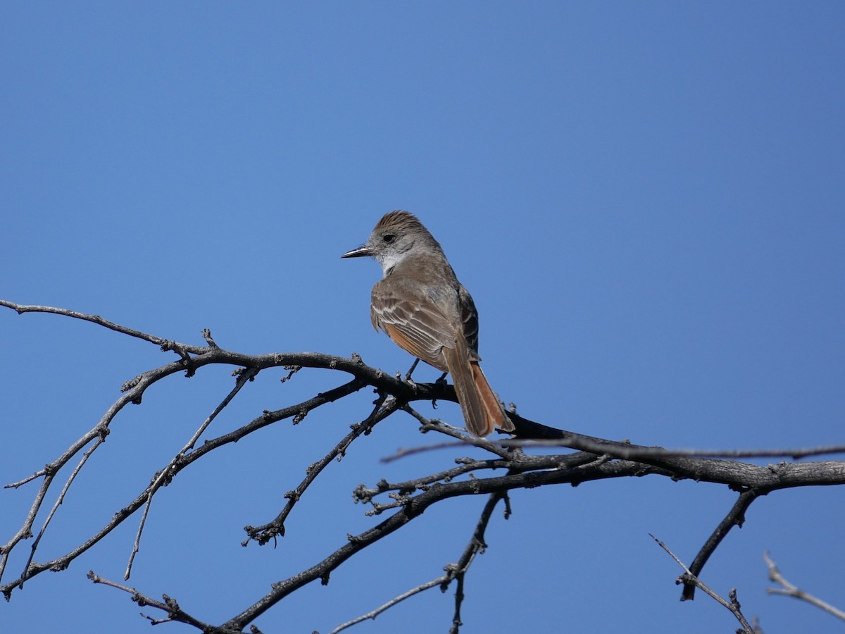 Ash-throated Flycatcher - ML639109344