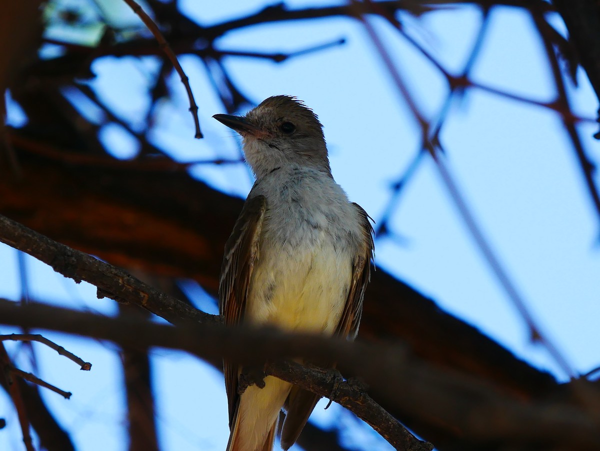 Ash-throated Flycatcher - ML639109345