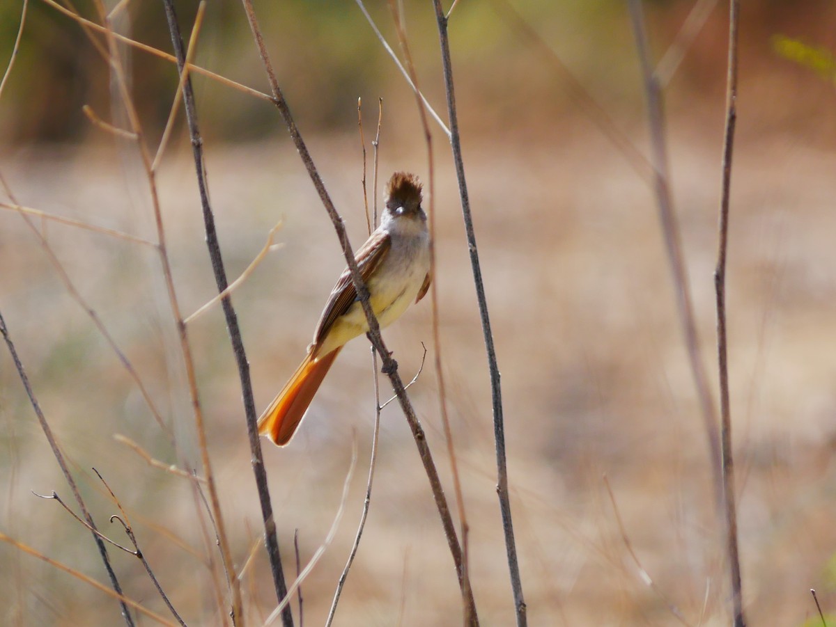 Ash-throated Flycatcher - ML639109346