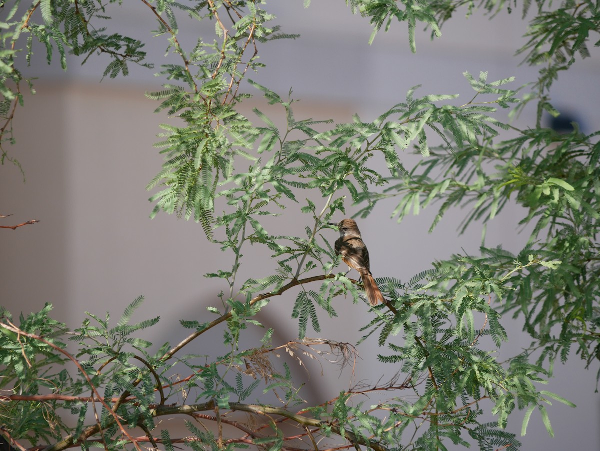 Ash-throated Flycatcher - ML639109347