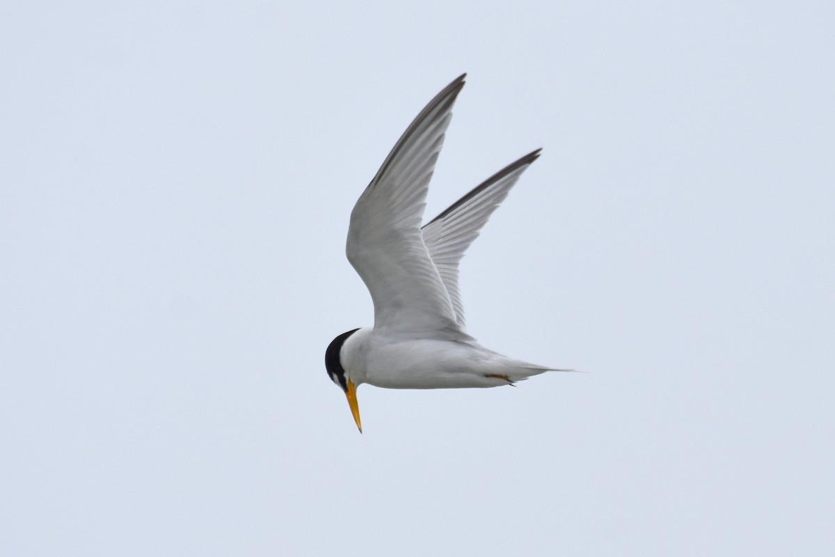 Least Tern - ML639109349