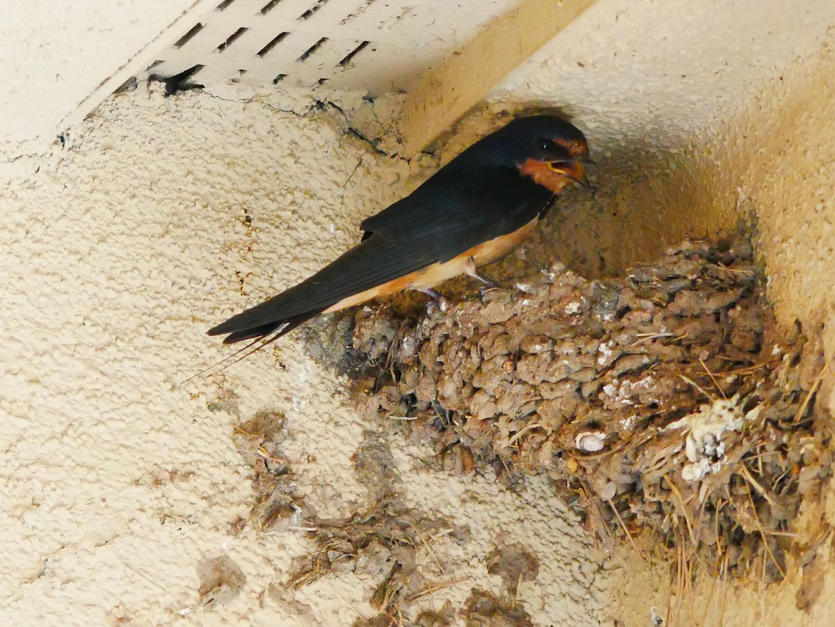 vlaštovka obecná (ssp. erythrogaster) - ML639109352