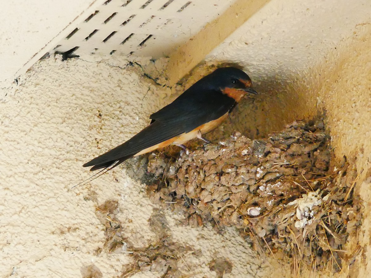 vlaštovka obecná (ssp. erythrogaster) - ML639109353