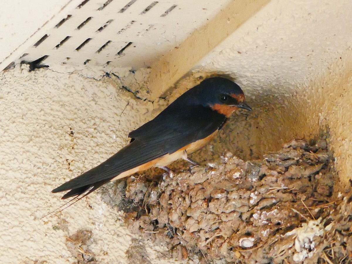 vlaštovka obecná (ssp. erythrogaster) - ML639109354