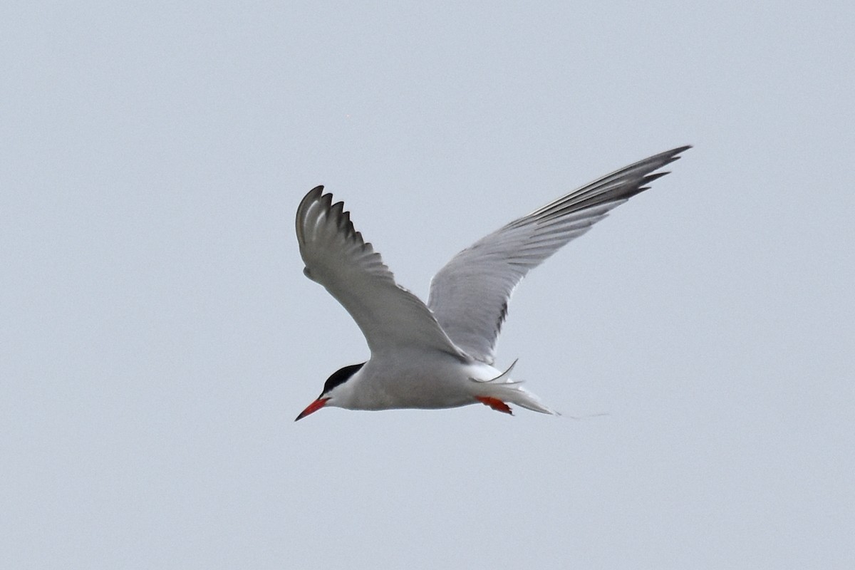 Common Tern - ML639109356