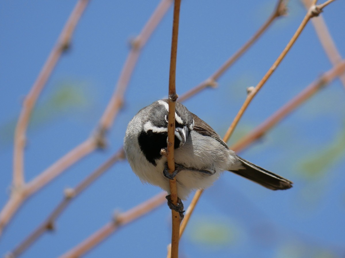Black-throated Sparrow - ML639109364