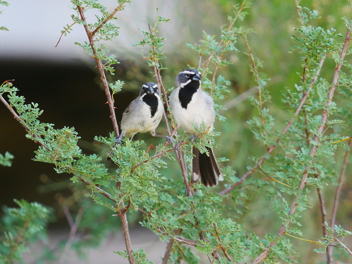 Black-throated Sparrow - ML639109366