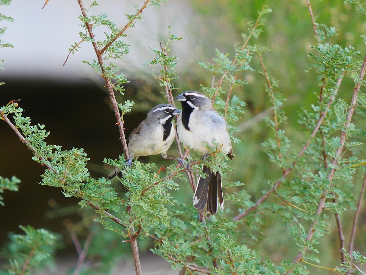 Black-throated Sparrow - ML639109367