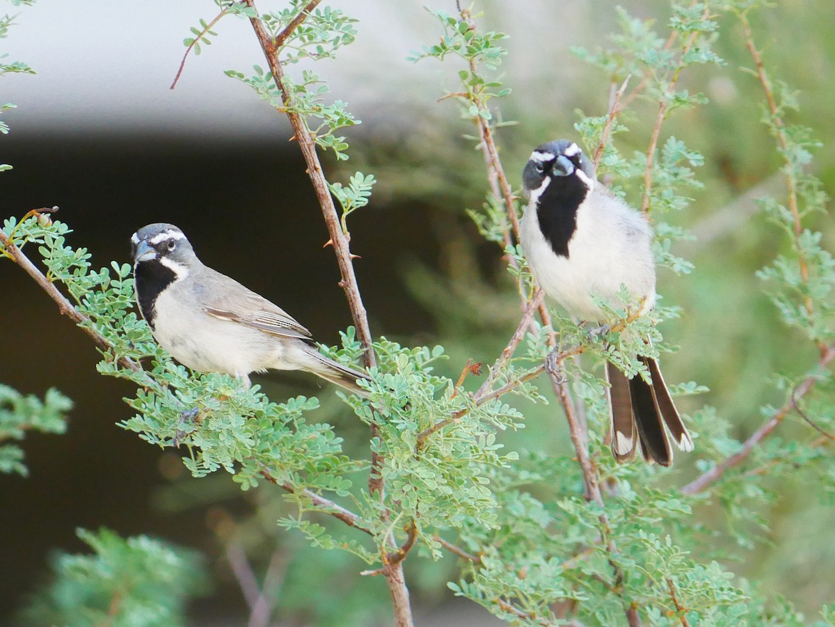 Black-throated Sparrow - ML639109368
