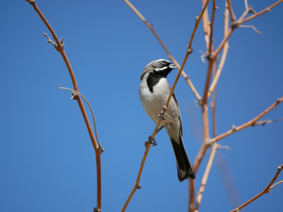 Black-throated Sparrow - ML639109369