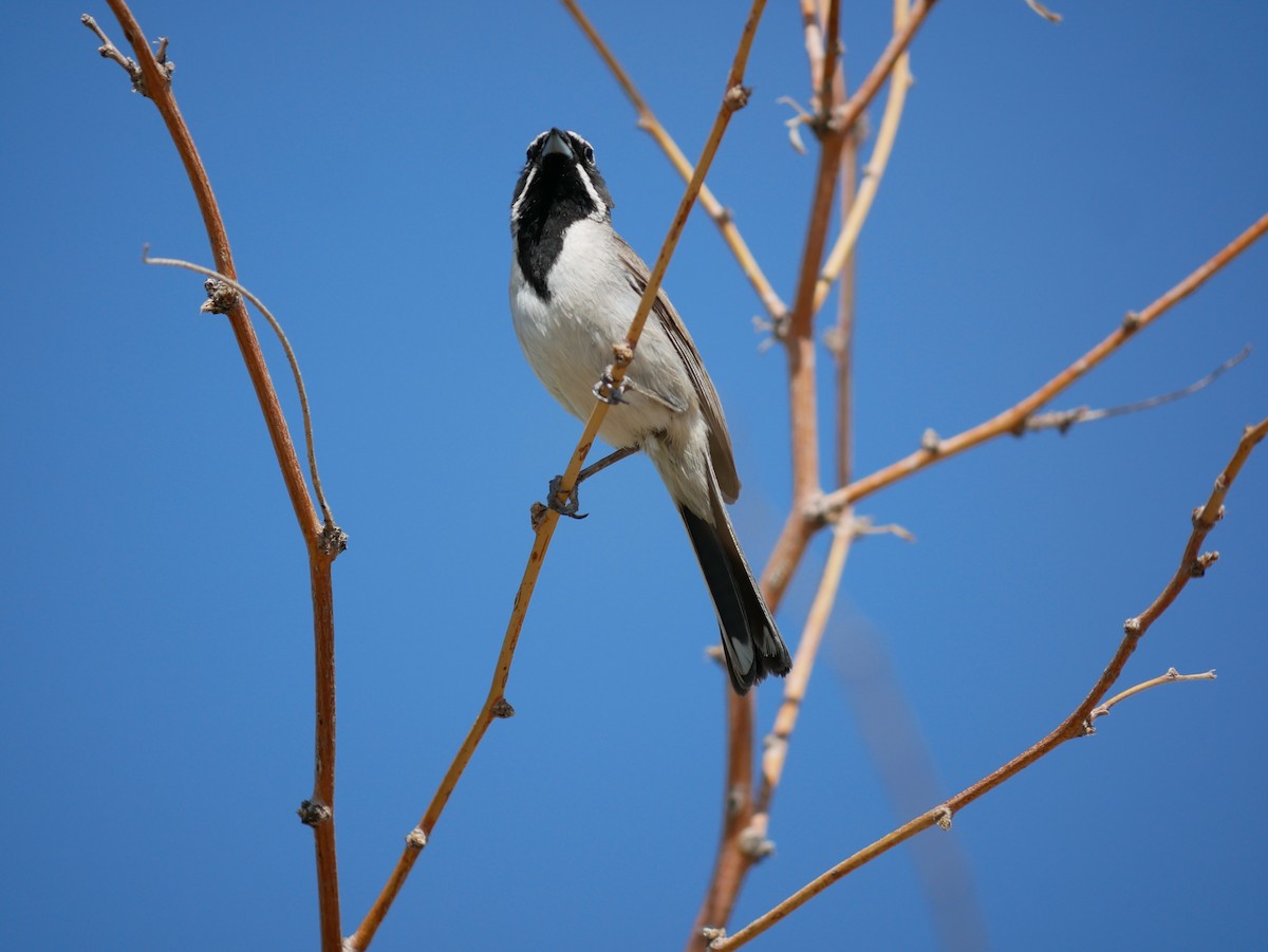 Black-throated Sparrow - ML639109370
