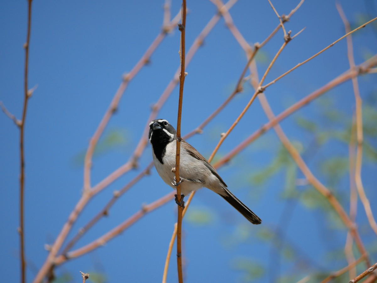 Black-throated Sparrow - ML639109371