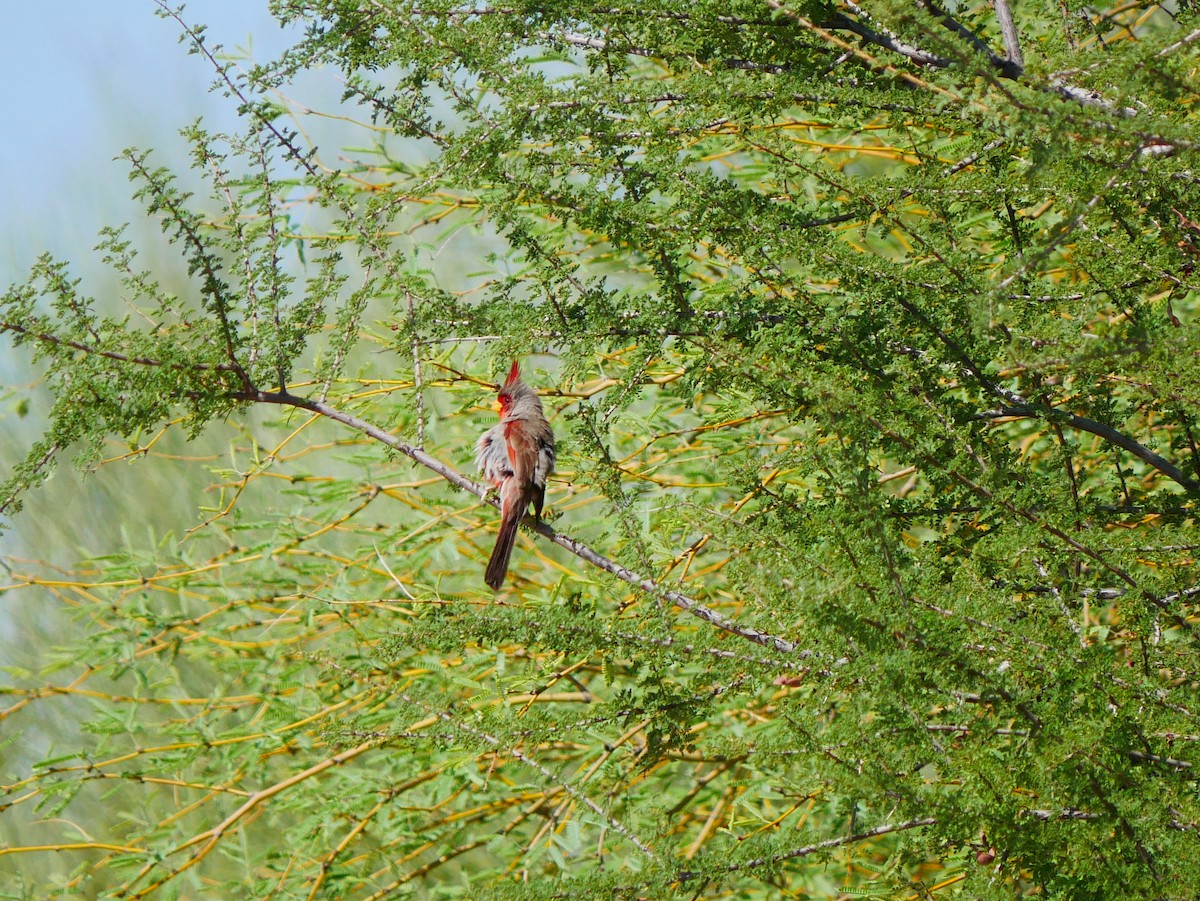 Pyrrhuloxia - ML639109375