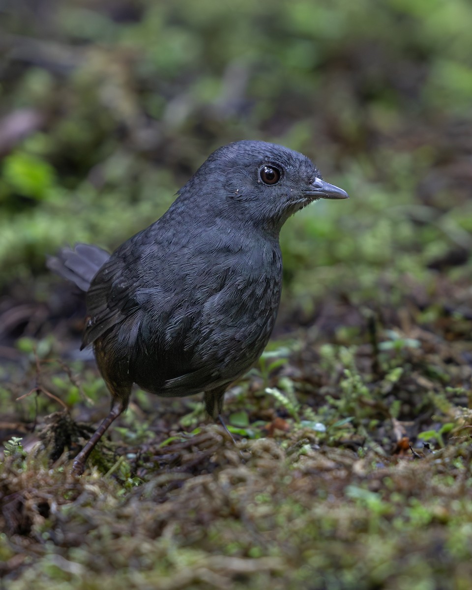 Tatama Tapaculo - ML639109379